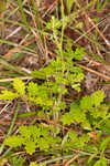 Incised agrimony